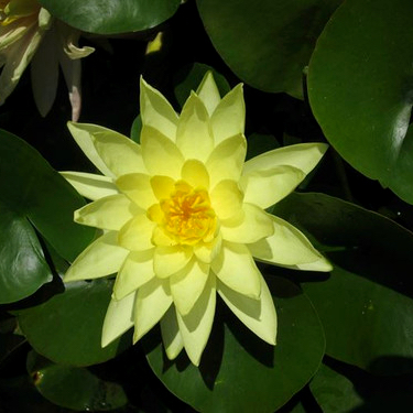 Nympheae marliacea chromatella